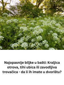 Najopasnije biljke u bašti: Kraljica otrova, tihi ubica ili zavodljiva trovačica – da li ih imate u dvorištu?