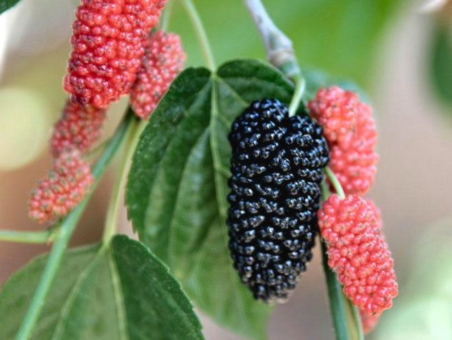 OVO V0ĆE SMO SVI JELI KAO MALI, A SKORO NIKO NE ZNA KAKO SE Z0VE: Jača bubrege, čisti jetru, poboljšava krvnu sliku!