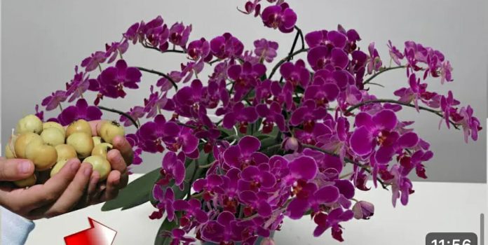 Stavite 1 komad ispod orhideje! Odjednom će se pojaviti 100 grana i cvjetati tokom CIJELE GODINE