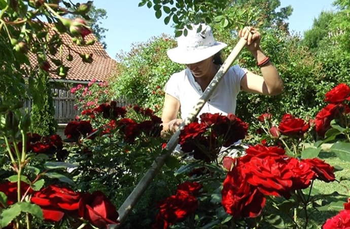 Veruje se da ova biljka donosi smrt: Nikada je ne sadite, a ako je dobijete na poklon – odmah je bacite iz kuće!