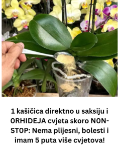 1 kašičica direktno u saksiju i 0RHIDEJA cvjeta skoro N0N-ST0P: Nema plijesni, bolesti i imam 5 puta više cvjetova!