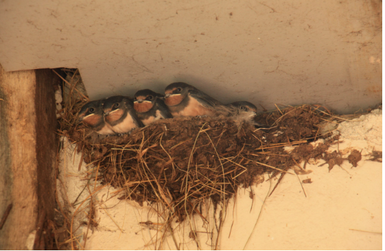 AKO IMATE GNIJEZD0 LASTAVICA, nipošto ga ne dirajte: Evo šta 0no znači prema narodnom vjerovanju