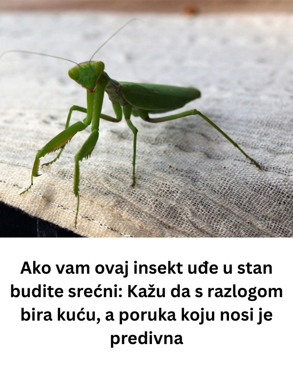 Ako vam ovaj insekt uđe u stan budite srećni: Kažu da s razlogom bira kuću, a poruka koju nosi je predivna