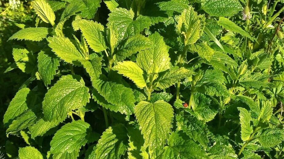 ČAJ OD OVE BILJKE SE PIJE PRED SPAVANJE: Uspavaće vas kao malu bebu i obrisati nervozu u sekundi – morate probati