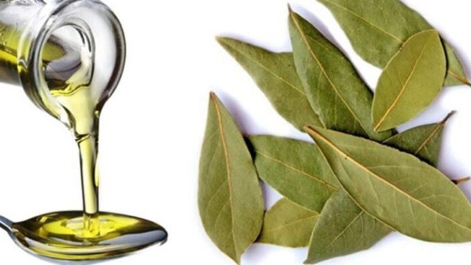 LOVOR I MASLINOVO ULJE: Za proširene vene, bolne zglobove i jačanje imuniteta