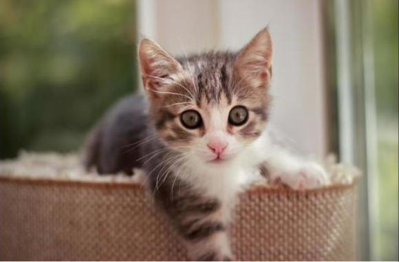 NEPOZNATA MAČKA VAM SE POJAVILA NA KUĆNOM PRAGU? INDIJSKO VJEROVANJE UPOZORAVA: “U toj kući će uskoro