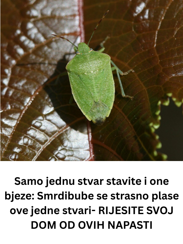 Samo jednu stvar stavite i one bjeze: Smrdibube se strasno plase ove jedne stvari- RIJESITE SVOJ DOM OD OVIH NAPASTI