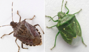 Smrdibube se plaše jedino 0ve biljke: Nabavite je i više neće ulaziti u kuću, bježaće kao lude