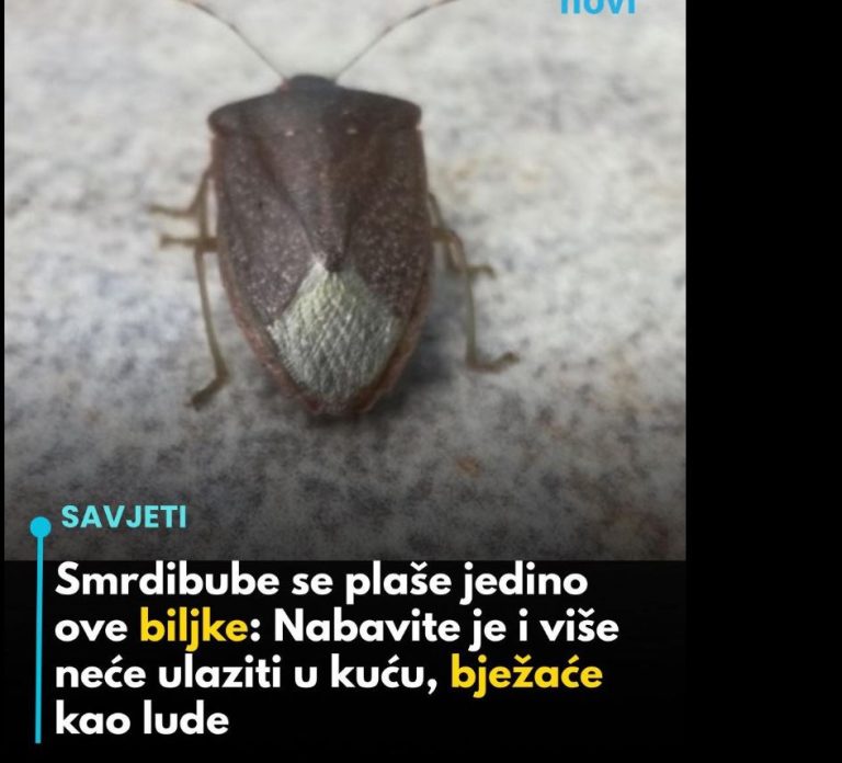 Smrdibube se plaše jedino ove biljke: Nabavite je i više neće ulaziti u kuću, bježaće kao lude