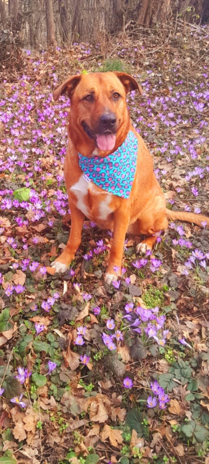 Što psi rade kada osjete lošu osobu: Ovo je njihova reakcija, dobro zapamtite !!!!