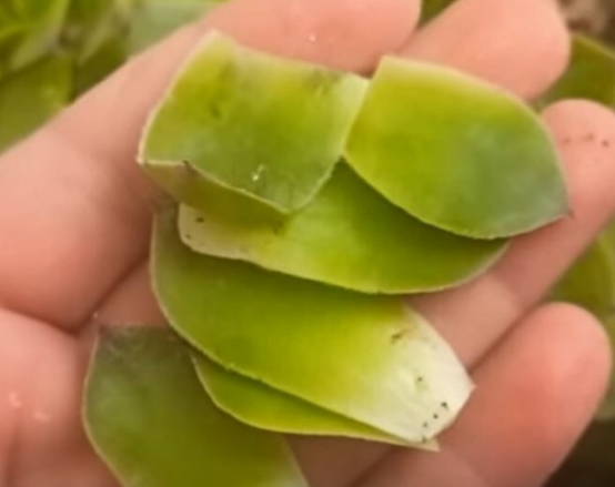 SVAKI DAN POJEDITE PO JEDAN LIST ČUVARKUĆE: Evo šta će se desiti poslije samo nekoliko dana…