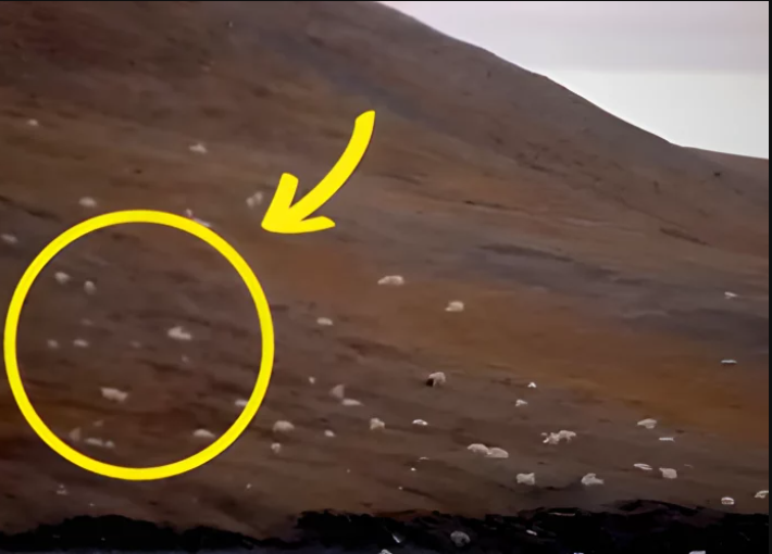 Turisti su mislili da su ugledali ovce, ali kad su prišli bliže, ostali su u NEVJERICI!