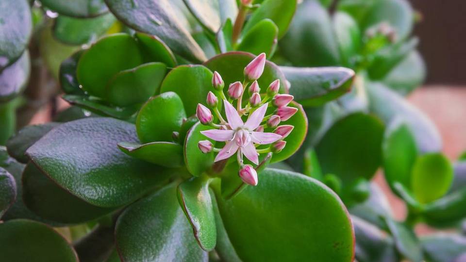 Kako natjerati krasulu da procvjeta: Prirodni trikovi i tajne uspješne njege sukulenata