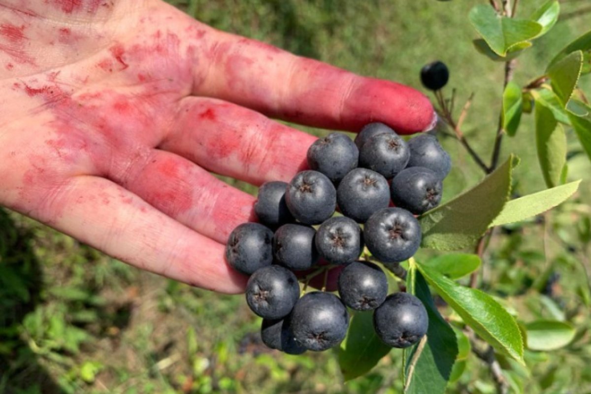 Moćan prirodni lijek: Čuva srce, jača imunitet, čisti jetru