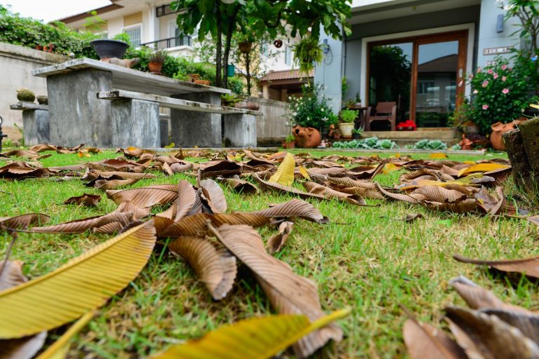 Ne bacajte otpalo lišće, iskoristite ga! Kad shvatite čemu služi, poželjet ćete ga još više
