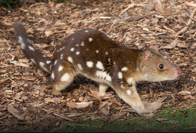 Nevjerovatno otkriće na farmi: Pronađena rijetka životinjska vrsta koja nije viđena više od vijeka