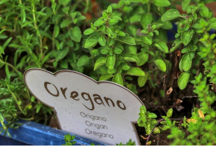 RECEPT ZA PRIRODNO LJEKOVITO ULJE: Prirodni saveznik protiv infekcija