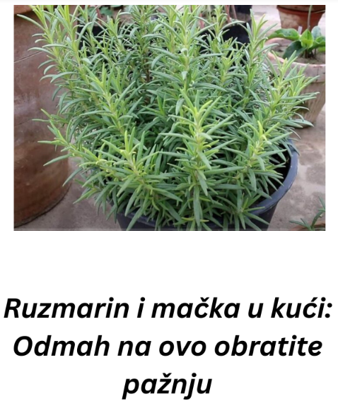 Ruzmarin i mačka u kući: Odmah na ovo obratite pažnju