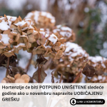 Hortenzije će biti POTPUNO UNIŠETENE sledeće godine ako u novembru napravite UOBIČAJENU GREŠKU