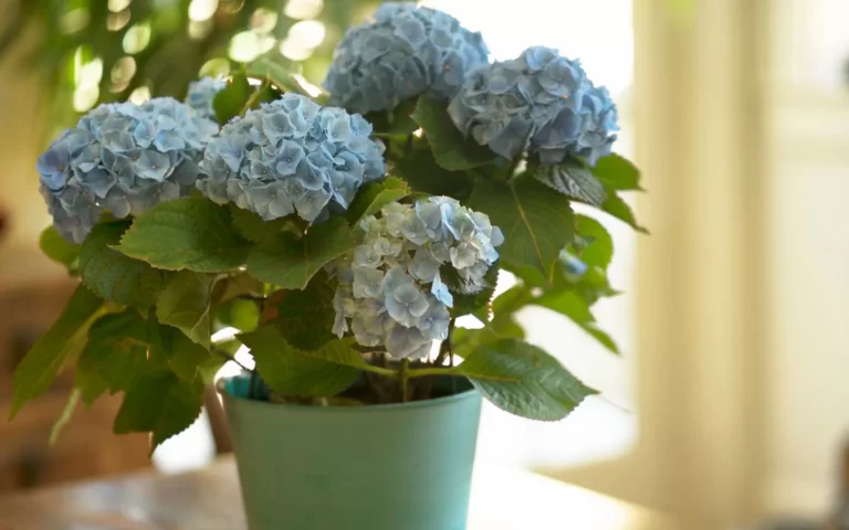 Jedna greška s hortenzijom u studenom mogla bi vas koštati cvijeća sljedeće godine: Ovo je najsigurniji način da ih uništite