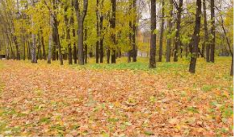 NIKAD ne bacaj jesensko lišće! EVO ZAŠTO
