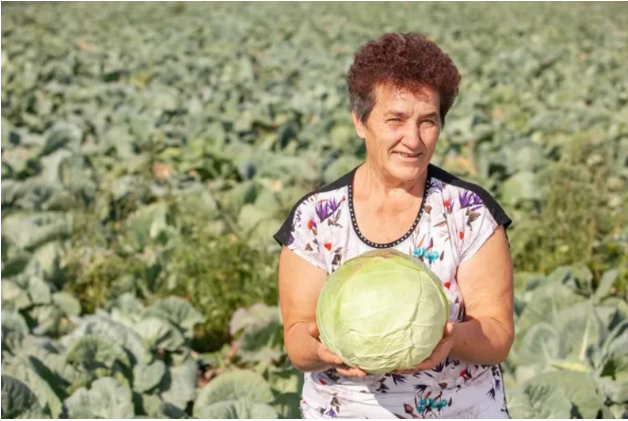 Ovako Slobodanka iz Futoga kiseli kupus: “Ljudi najčešće greše sa količinom soli”