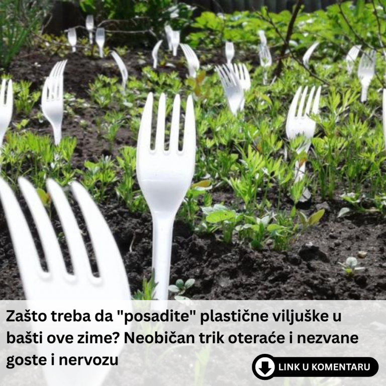 Zašto treba da “posadite” plastične viljuške u bašti ove zime? Neobičan trik oteraće i nezvane goste i nervozu