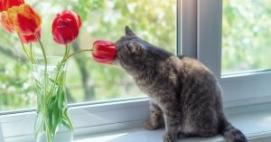 Želite da vam se tulipani što prije otvore i budu duže svježi? Napravite samo jednu stvar drugačije i to ćete postići