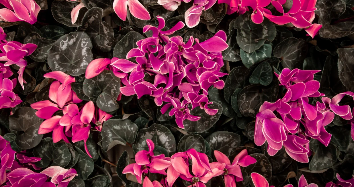 Zimski cvijet koji krasi svaki dom: Evo kako da vam ciklama traje do proljeća