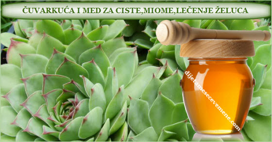 Čuvarkuća i med za ciste | miome | kao lek